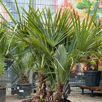 Hanfpalme, Multistamm, Topf 25 Liter, Höhe ca. 120-140 cm Hanfpalme, Multistamm, Topf 25 Liter, Höhe ca. 120-140 cm