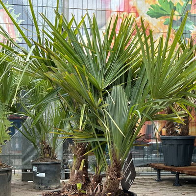 Hanfpalme, Multistamm, Topf 25 Liter, Höhe ca. 120-140 cm Hanfpalme, Multistamm, Topf 25 Liter, Höhe ca. 120-140 cm