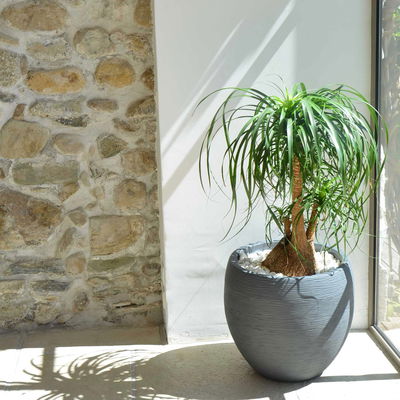 Eda Pflanzgefäß 'Graphit Egg', anthrazit, ca. Ø 50 x H 45 cm Eda Pflanzgefäß 'Graphit Egg', anthrazit, ca. Ø 50 x H 45 cm