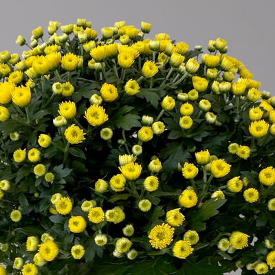 Chrysanthemen, gelb, Topf-Ø 14 cm, 4 Pflanzen Chrysanthemen, gelb, Topf-Ø 14 cm, 4 Pflanzen