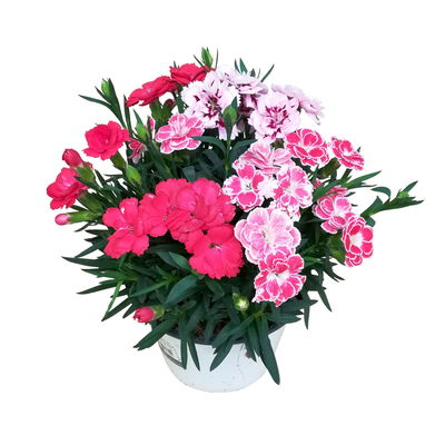 Dianthus 'Trio', rot-rosa-weiß, Topf -Ø 13 cm, 6 Pflanzen