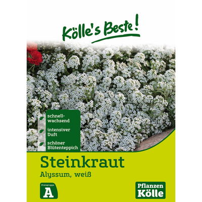 Kölles Beste Blumensamen Steinkraut (Alyssum), weiß