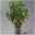 Kölle Kirschlorbeer 'Etna'®, 8er-Set, Höhe 80-100 cm, Topf 15 Liter