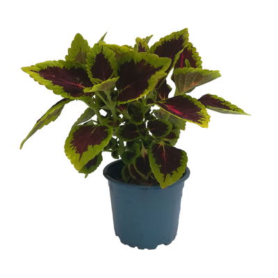 Buntnessel 'Alligator Alley', grün-pink-dunkelrot, Topf-Ø 12 cm, 6 Pflanzen