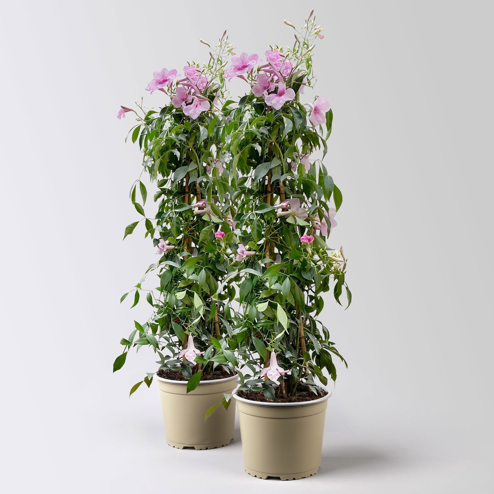 Pandorea, rosa, Pyramide, Topf-Ø 17 cm,  Höhe ca. 70 cm, 2 Pflanzen