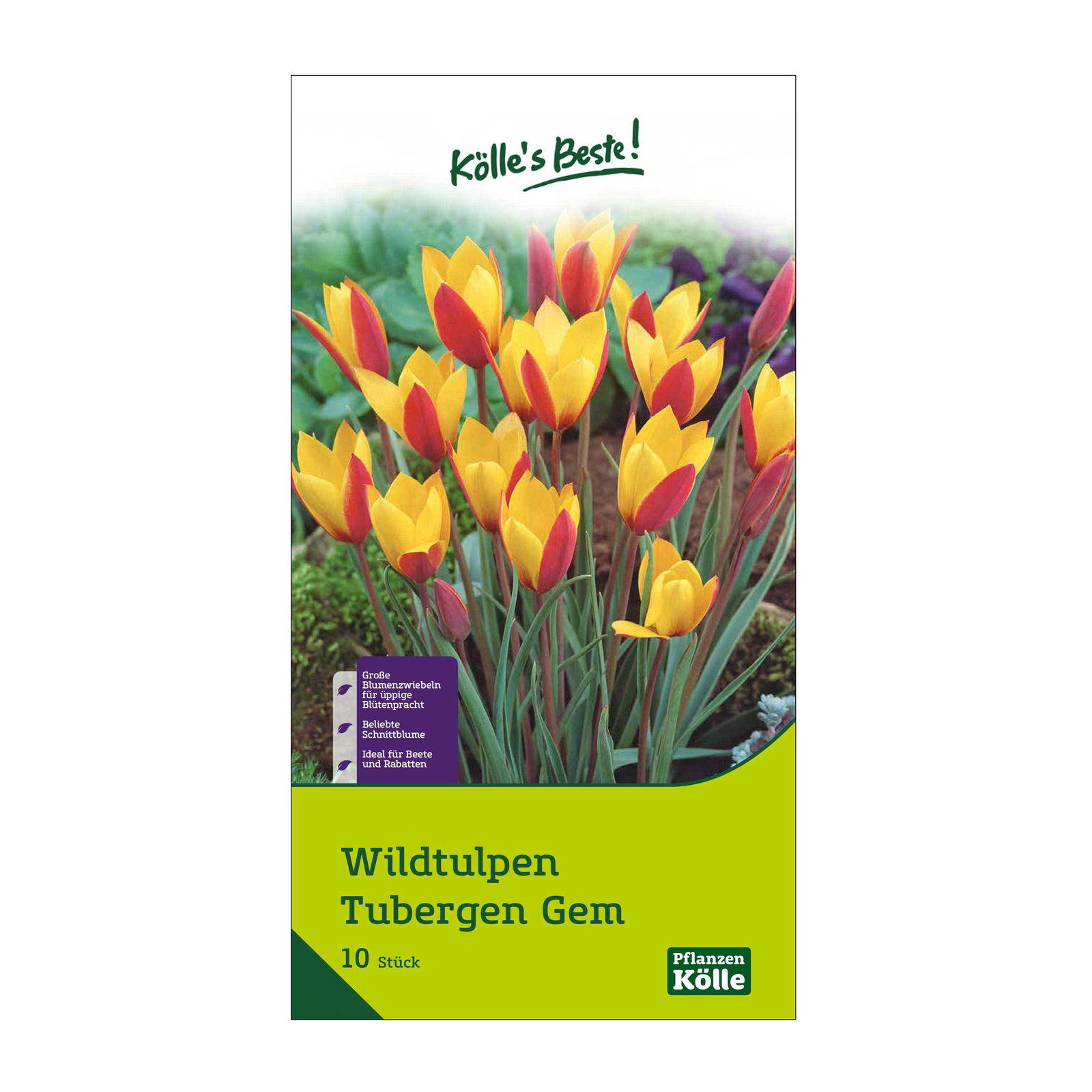 Wildtulpen Tubergen Gem rot/gelb, 10 Blumenzwiebeln