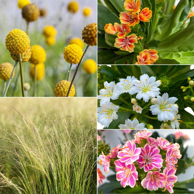 Pflanzenkreation Trockenzauberer, groß, 6 Pflanzen inkl. Erde und Dünger