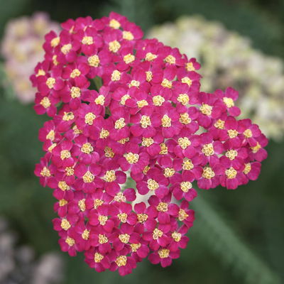 Kölles Beste Garten-Schafgarbe 'Paprika' rot, 19 cm Topf