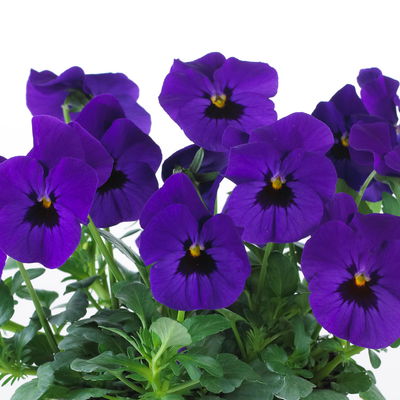 Hornveilchen 'Trio', orange-weiß-blau, Topf -Ø 10/11 cm, 8 Pflanzen