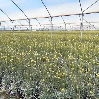 Craspedia 'Golf Beauty' gelb, Topf-Ø 14 cm, 2 Pflanzen