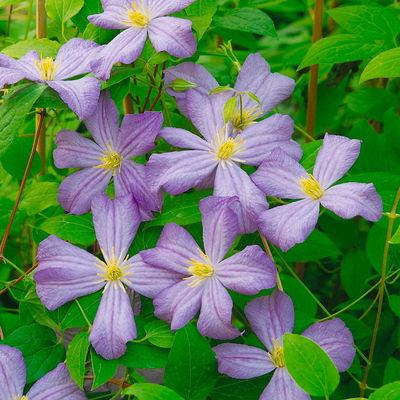 Italienische Waldrebe 'Prince Charles', 2er-Set, hellviolett, Topf 2 Liter Italienische Waldrebe 'Prince Charles', 2er-Set, hellviolett, Topf 2 Liter