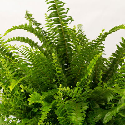 Schwertfarn in Übertopf Dallas seegrün, gl.blau & weiß, Topf-Ø 12cm, 3 Pflanzen