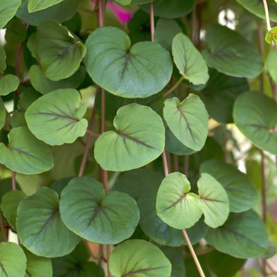 Pfennigkraut 'Sunburst', 6er-Set, Topf 12 cm Ø