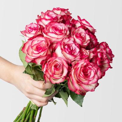 15 rosa/creme Rosen 'Paloma'