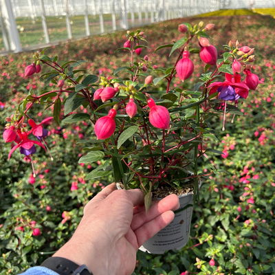 Fuchsien hängend, rot-lila, Topf-Ø 12 cm, 6er-Set Fuchsien hängend, rot-lila, Topf-Ø 12 cm, 6er-Set