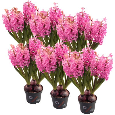 Hyazinthe rosa, vorgetrieben, Topf-Ø 12 cm, 6 Pflanzen