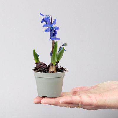 Scilla blau, vorgetrieben, Topf-Ø 5 cm, 10 Stück