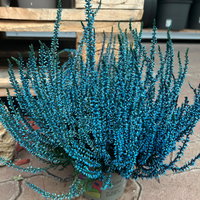 Knospenheide 'Picasso', blau & weiß gefärbt, Topf-Ø 12 cm, 6 Pflanzen Knospenheide 'Picasso', blau & weiß gefärbt, Topf-Ø 12 cm, 6 Pflanzen