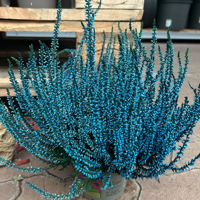 Knospenheide 'Picasso', blau & weiß gefärbt, Topf-Ø 12 cm, 6 Pflanzen Knospenheide 'Picasso', blau & weiß gefärbt, Topf-Ø 12 cm, 6 Pflanzen
