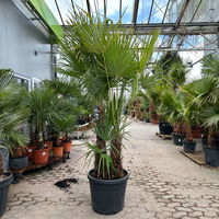 Hanfpalme, Multistamm, Topf 70 Liter, Höhe ca. 160-180 cm Hanfpalme, Multistamm, Topf 70 Liter, Höhe ca. 160-180 cm