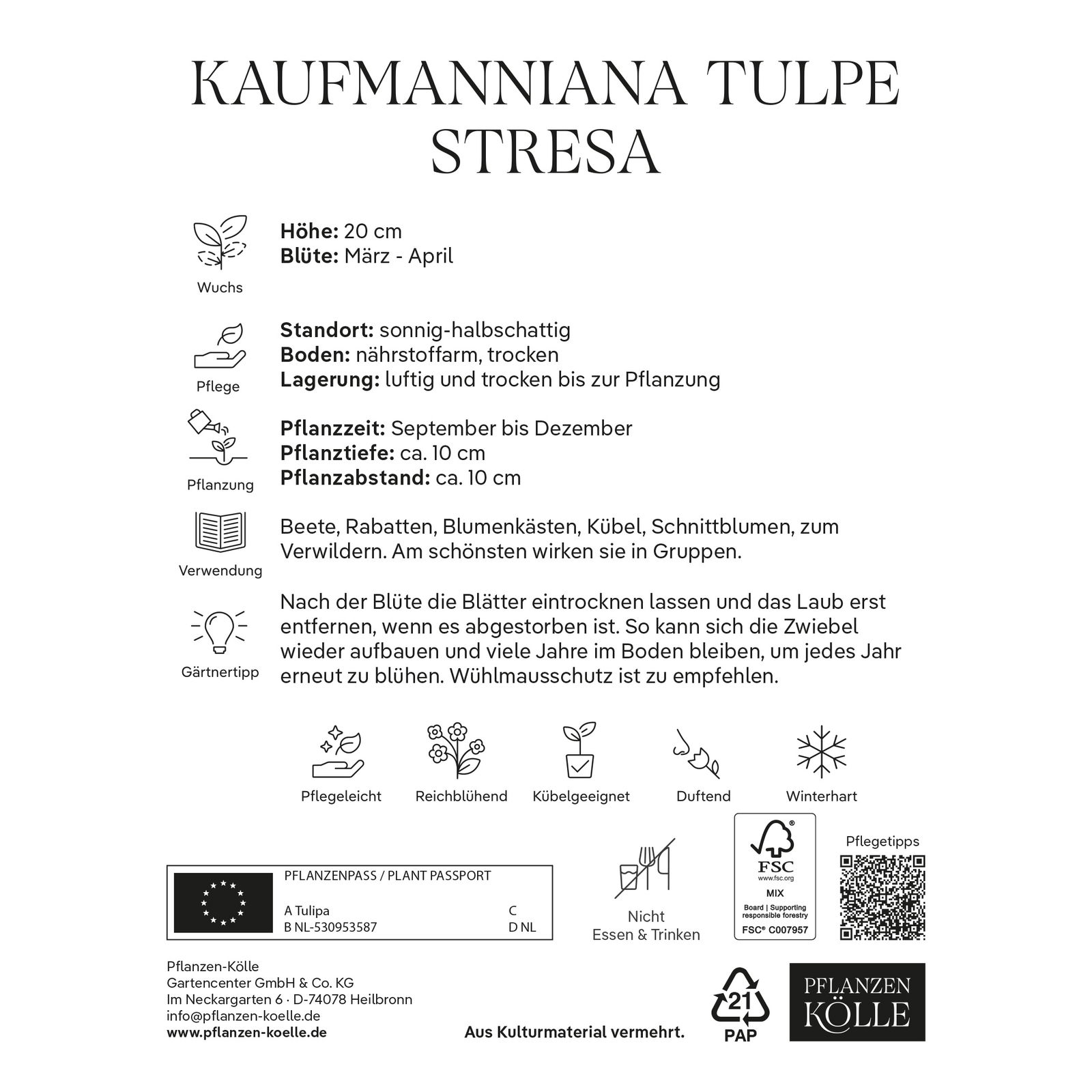 Kaufmanniana Tulpen Stresa gelb/rot, 7 Blumenzwiebeln Kaufmanniana Tulpen Stresa gelb/rot, 7 Blumenzwiebeln