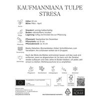 Kaufmanniana Tulpen Stresa gelb/rot, 7 Blumenzwiebeln Kaufmanniana Tulpen Stresa gelb/rot, 7 Blumenzwiebeln