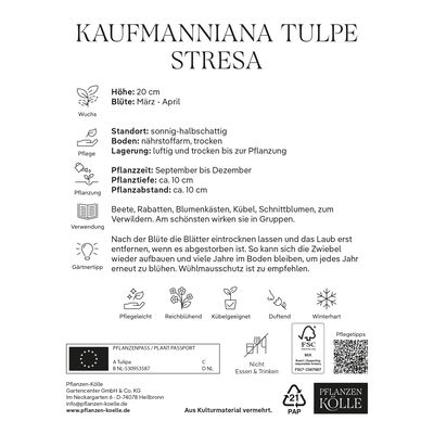 Kaufmanniana Tulpen Stresa gelb/rot, 7 Blumenzwiebeln Kaufmanniana Tulpen Stresa gelb/rot, 7 Blumenzwiebeln