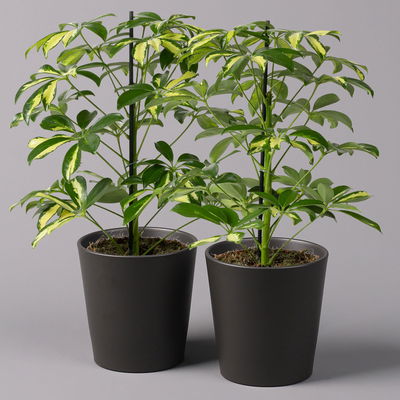 Strahlenaralie 'Gerda' in Keramiktopf anthrazit, Topf-Ø 13cm, Höhe 55cm, 2er-Set Strahlenaralie 'Gerda' in Keramiktopf anthrazit, Topf-Ø 13cm, Höhe 55cm, 2er-Set