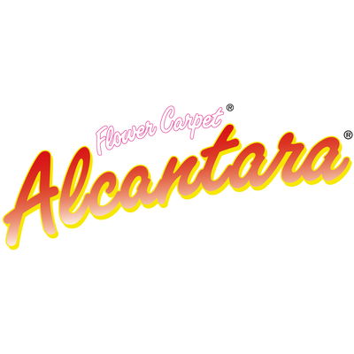 Bodendeckerrose 'Alcantara®', dunkelrot, Topf 3 Liter, 4 Stück Bodendeckerrose 'Alcantara®', dunkelrot, Topf 3 Liter, 4 Stück