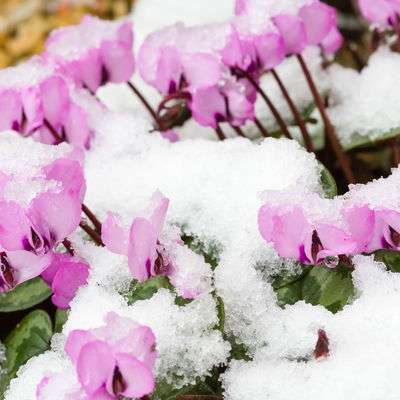 Frühlings-Alpenveilchen, lila, Topf-Ø 11 cm, 3 Pflanzen