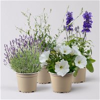 Pflanzenkreation Lavendeltraum, klein, 4 Pflanzen