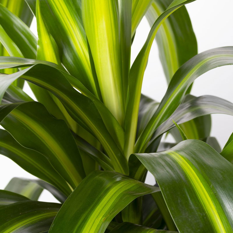 Duftender Drachenbaum 'Hawaiian Sunshine', TopfØ 24 cm, online kaufen