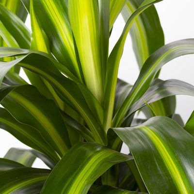 Duftender Drachenbaum 'Hawaiian Sunshine', TopfØ 24 cm, online kaufen