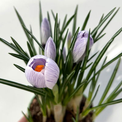 Krokus, blau-weiß gestreift, vorgetrieben, Topf-Ø 10,5 cm, 6 Pflanzen