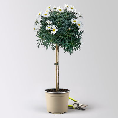Margerite 'Beejou', weiß, Stamm, Topf-Ø 19 cm