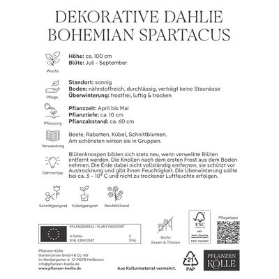 Kölles Beste Blumenknolle, Dekorative Dahlie 'Bohemian Spartacus'