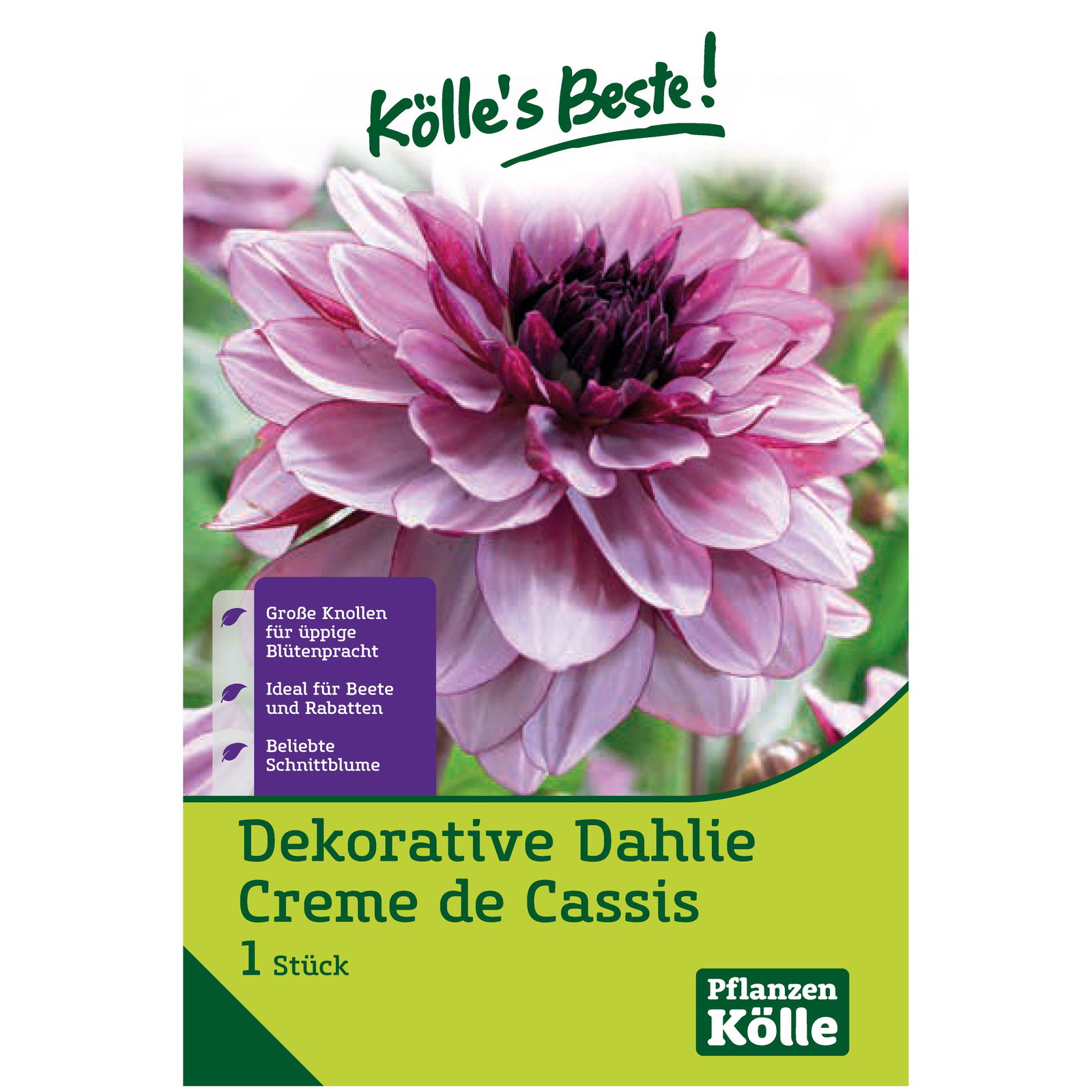 Dekorative-Dahlien 'Creme de Cassis' rosa/pink, 1 Blumenknolle