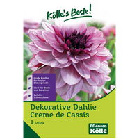 Dekorative-Dahlien 'Creme de Cassis' rosa/pink, 1 Blumenknolle