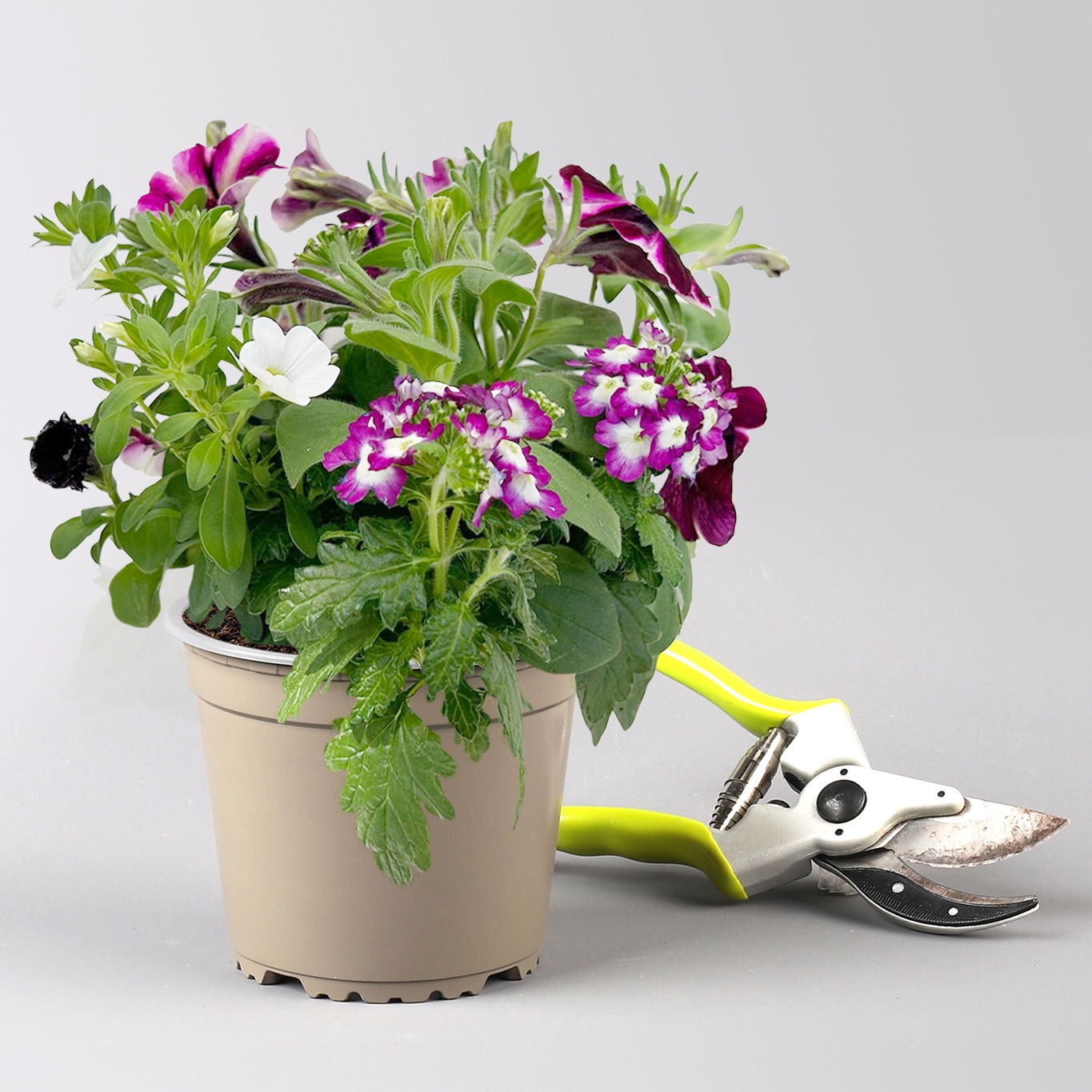 Sommerblumen-Mix, nach Verfügbarkeit, Topf-Ø 13 cm, 3 Pflanzen