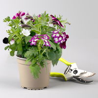 Sommerblumen-Mix, nach Verfügbarkeit, Topf-Ø 13 cm, 3 Pflanzen