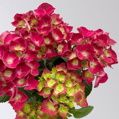 Hortensie rot, Topf-Ø 10 cm, 2er-Set