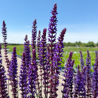Kölles Beste Garten-Salbei 'Caradonna', 3 Liter Topf