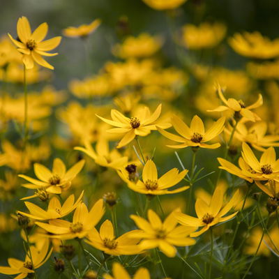 Mädchenauge 'Zagreb', goldgelb, Topf 3 l