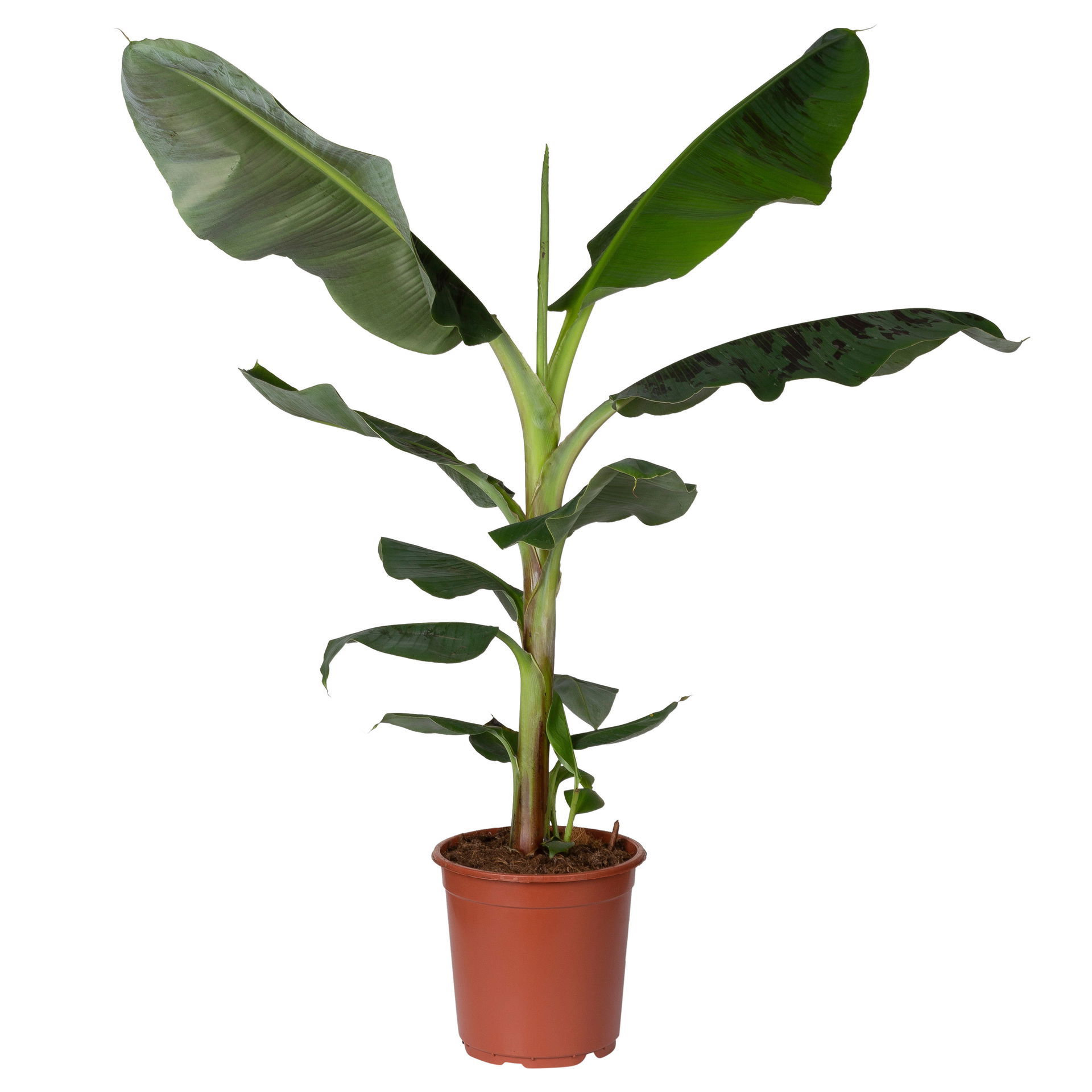 Bananenpflanze 'Dwarf Cavendish', TopfØ 21 cm kaufen PflanzenKölle