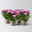 Chrysanthemen 'Chrysanne® Anemona Pink', pink, Topf-Ø 13 cm, 4 Pflanzen
