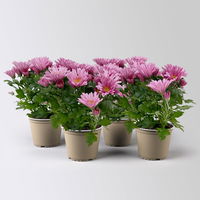 Chrysanthemen 'Chrysanne® Anemona Pink', pink, Topf-Ø 13 cm, 4 Pflanzen