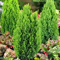 Gelbe Kegelzypresse 'Ellwood's Gold', Topf-Ø  9 cm, 8 Pflanzen