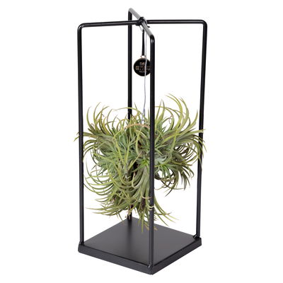 Tillandsia 'Silver Ball' in eckigem Metallgestell, 17cm Ø