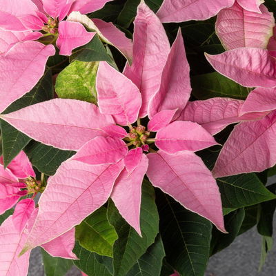 Bio Herbsttern, Euphorbia 'Princettia®', hellrosa, Topf-Ø 12 cm, 3 Pflanzen