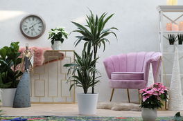 Drachenbaum (Dracaena) Drachenbaum (Dracaena)